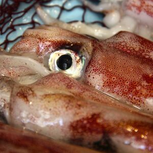 Cefalopodos de Playa