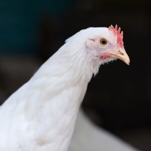 Pollo Fresco Freskamar