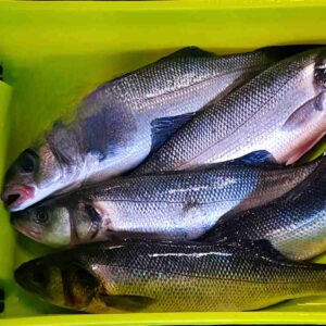 lubina salvaje de 0,800grs a 3,5kg de costa