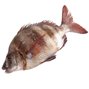 sargo real mediterráneo 1,5kg