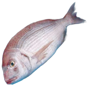 pajel mediterráneo 2kg