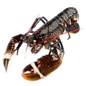 bogavante azul gallego