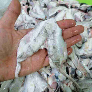 cocochas de merluzas frescas xxl