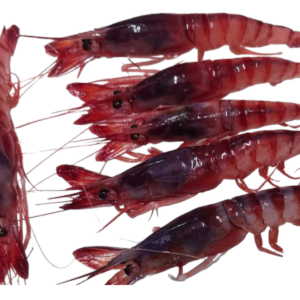 gamba roja n° 1 y 2 mediterráneo