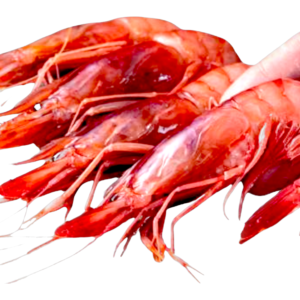 gamba roja nº1 playa