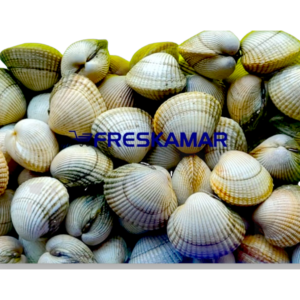 berberecho de noia xxl