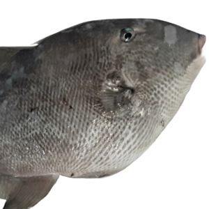 pez ballesta mediterráneo 1,5kg