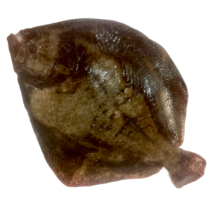 rodaballo del norte salvaje